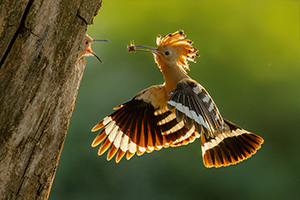 wanderpoakal